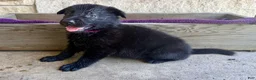 German Shepherd dogs for sale: Gwen - Ad 3