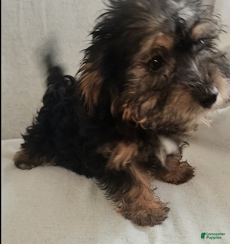 Yorkiepoo dogs Zeus - Ad 1