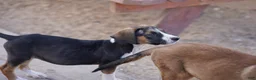 Mixed Breed dogs for sale: Doberdane Tri-color F - Ad 4