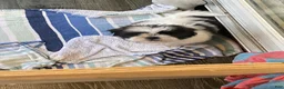 Shih Tzu dogs for sale: Shih Tzu Puppy 1 - Ad 3