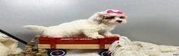 Maltipoo dogs for sale: SuAnn - Ad 2