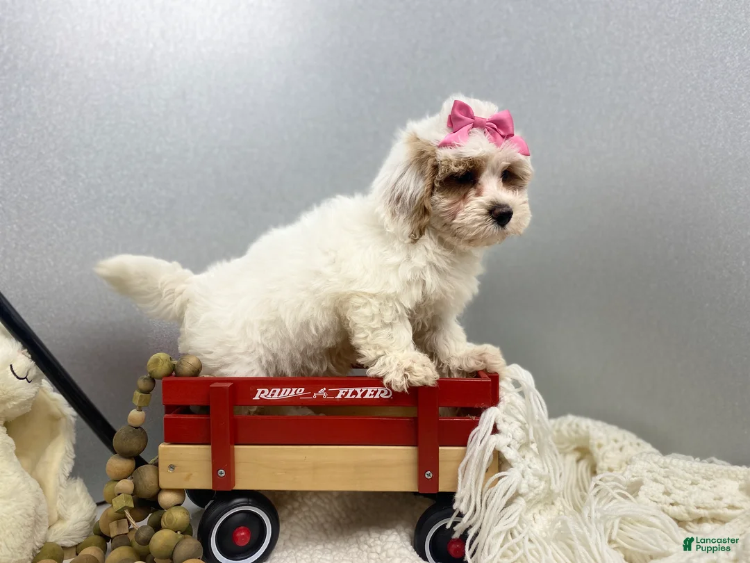 Maltipoo dogs for sale: SuAnn - Ad 2