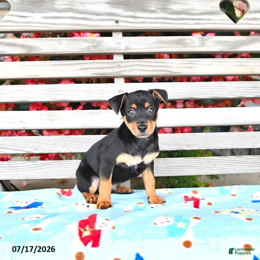 Miniature Pinscher dogs Jack  - Ad 2