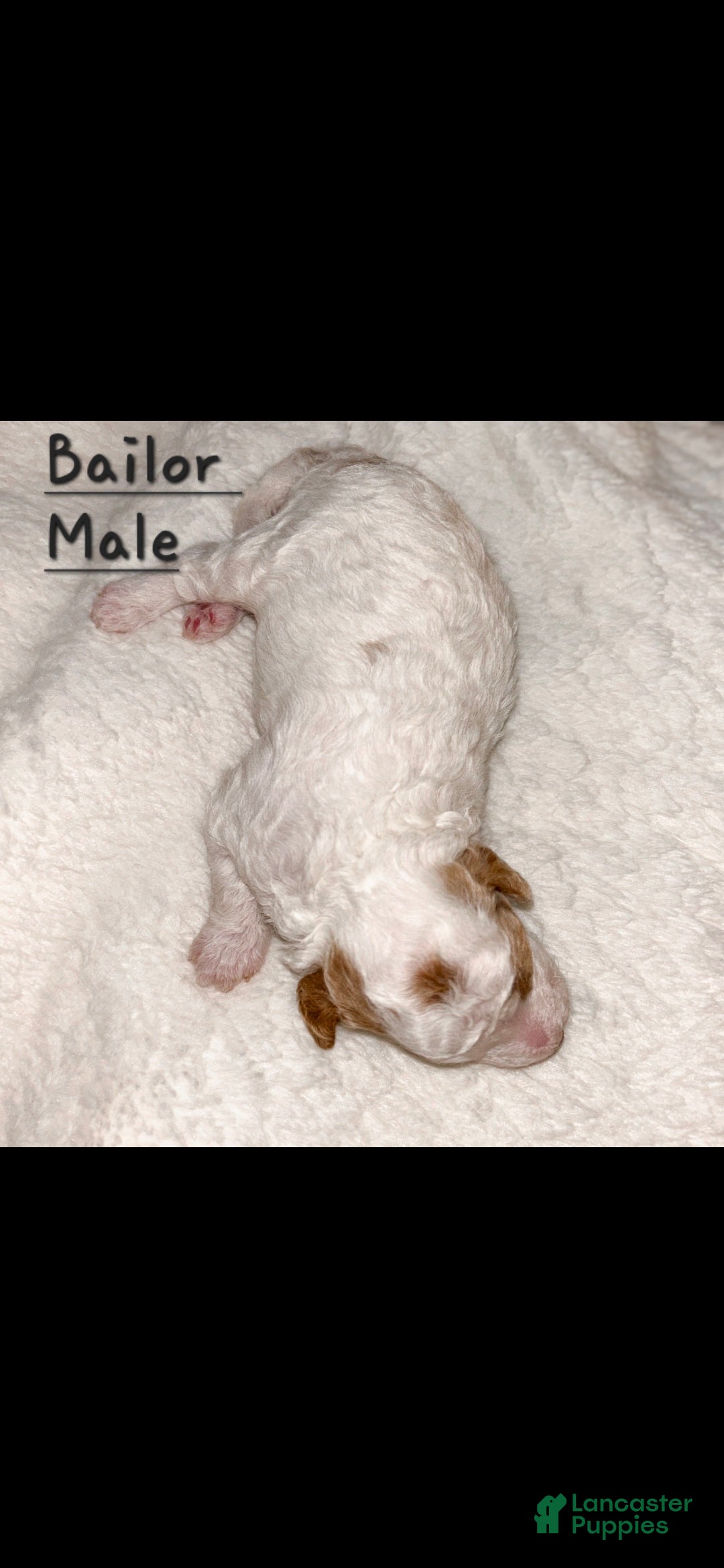 Mini Goldendoodle dogs for sale: Bailor - Ad 6