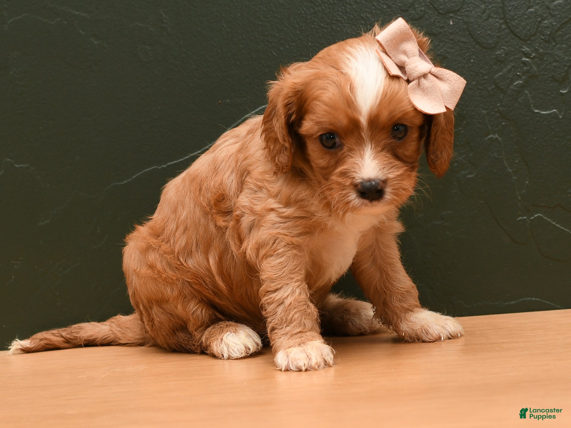 Cavapoo dogs Evelyn  - Ad 2