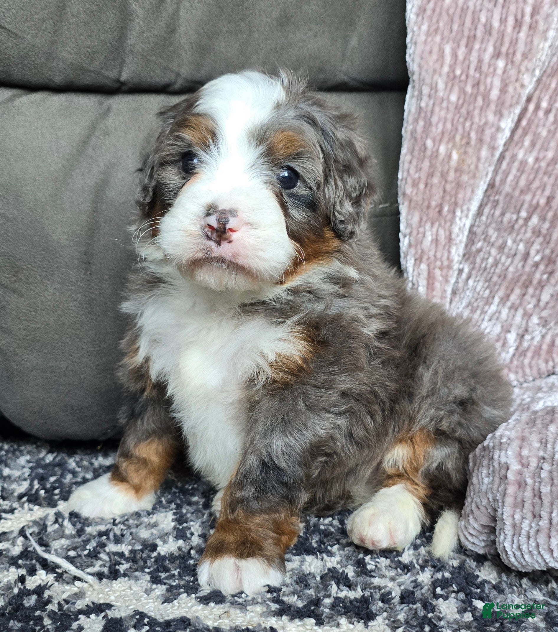 Mini Bernedoodle dogs Mini Ollie - Ad 12