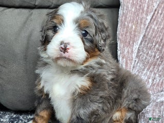 Mini Bernedoodle dogs Mini Ollie - Ad 12