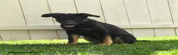 German Shepherd dogs for sale: Luna  - Ad 5
