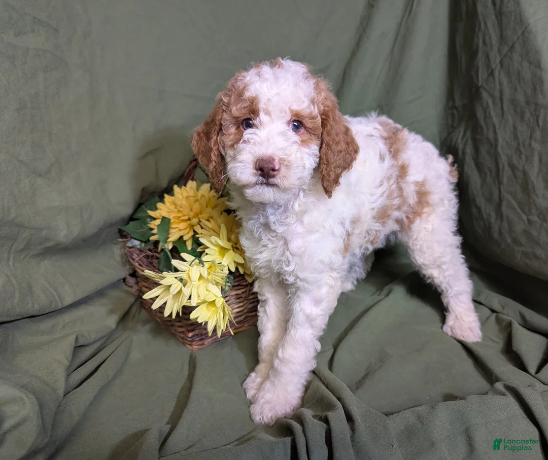 Mixed Breed dogs for sale: Prince - Ad 8