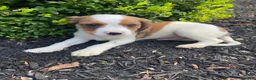 Mixed Breed dogs for sale: Skippy - Ad 6