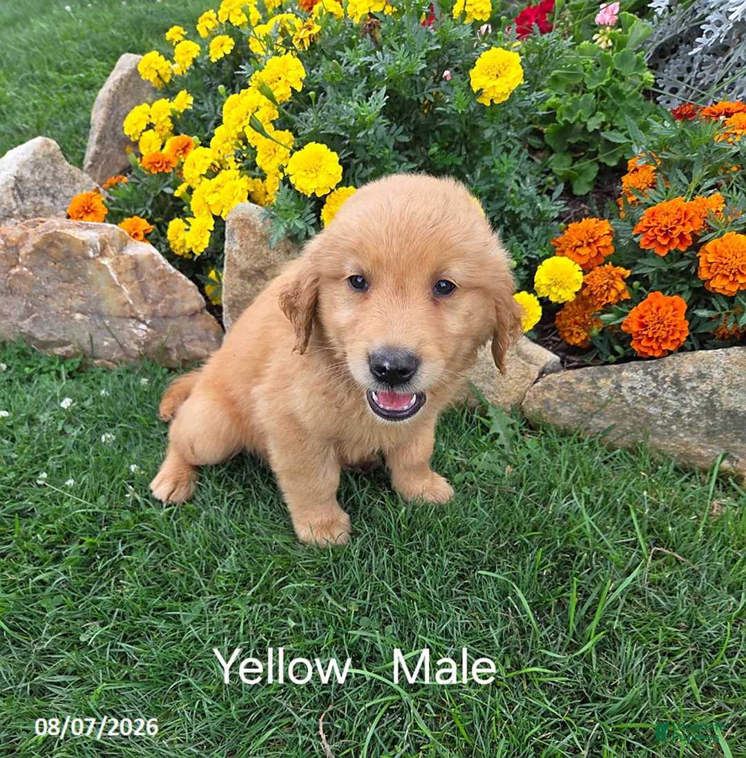 Golden Retriever dogs for sale: Owen - Ad 1