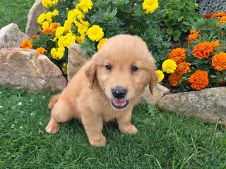 Golden Retriever dogs Owen - Ad 37