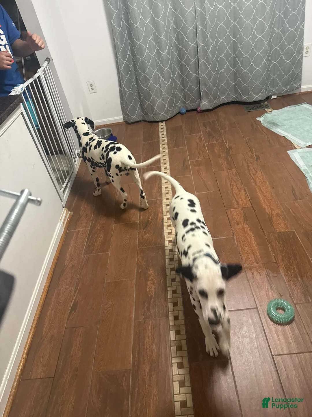 Dalmatian dogs for sale: Dalmatian Puppy 2 - Ad 7