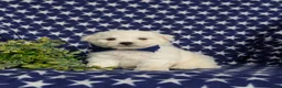 Bichon Frise dogs for sale: Barrett - Ad 3