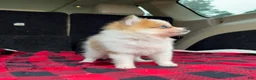 Pomeranian dogs for sale: Missy - Ad 3