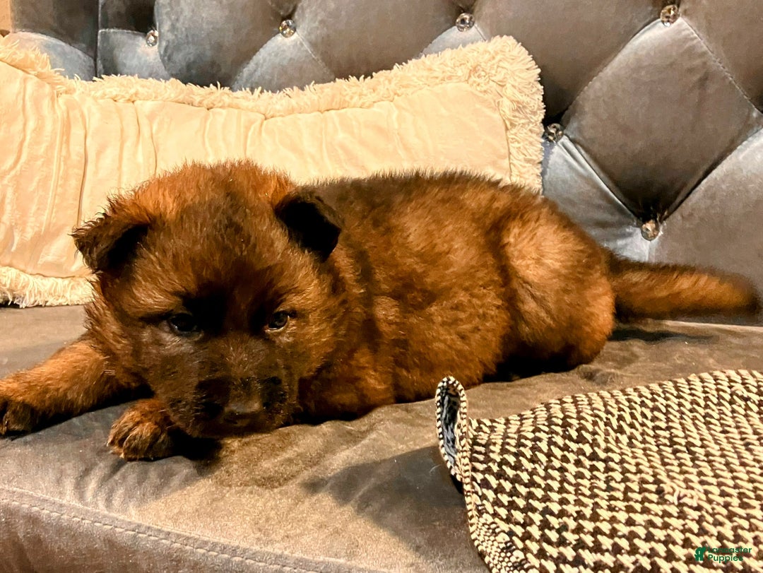 German Shepherd dogs for sale: ♥️SWEET SABLE ♥️ - Ad 46