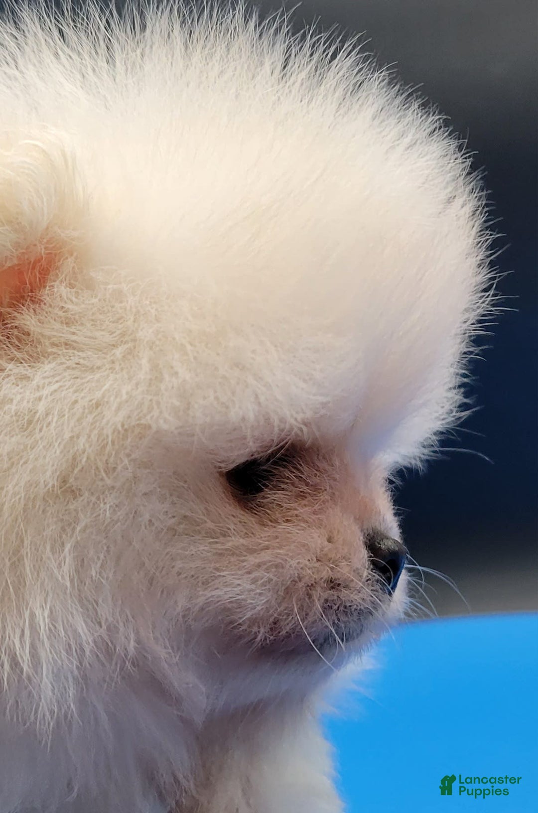 Pomeranian dogs for sale: Teddy - Ad 3