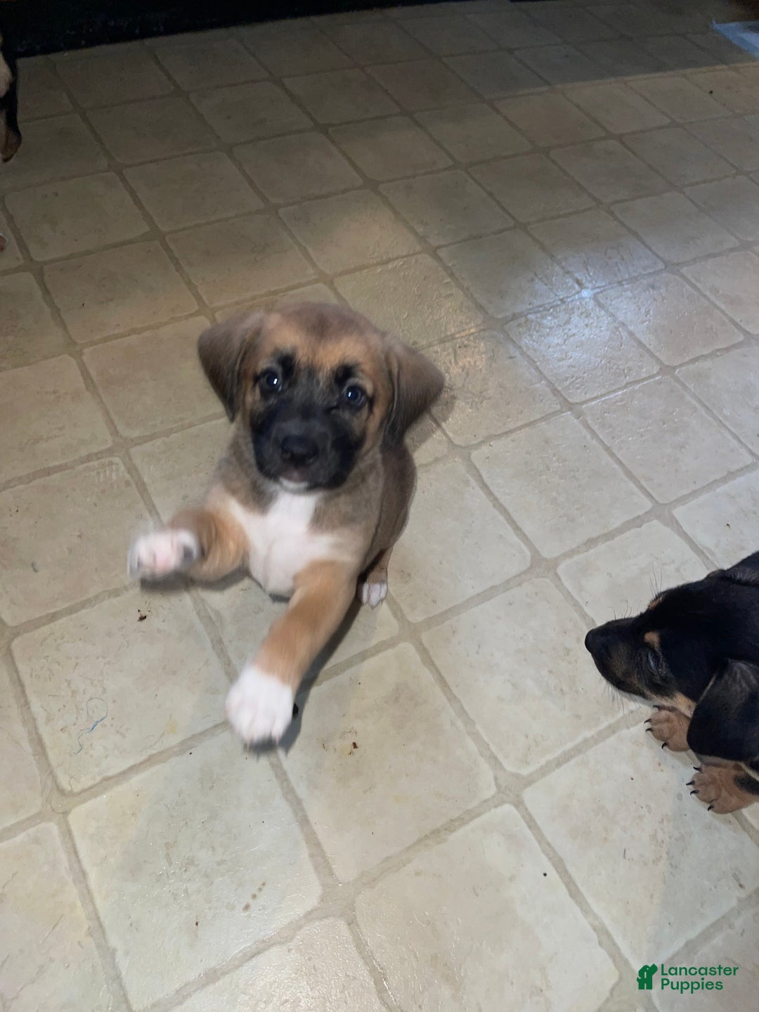 Mixed Breed dogs for sale: Garbanzo - Ad 3