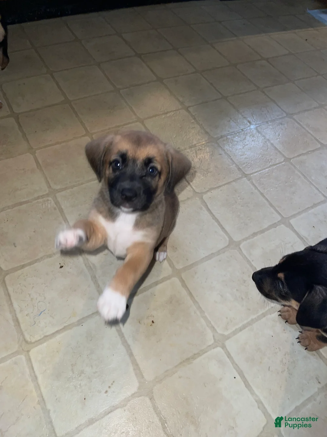 Mixed Breed dogs for sale: Garbanzo - Ad 3