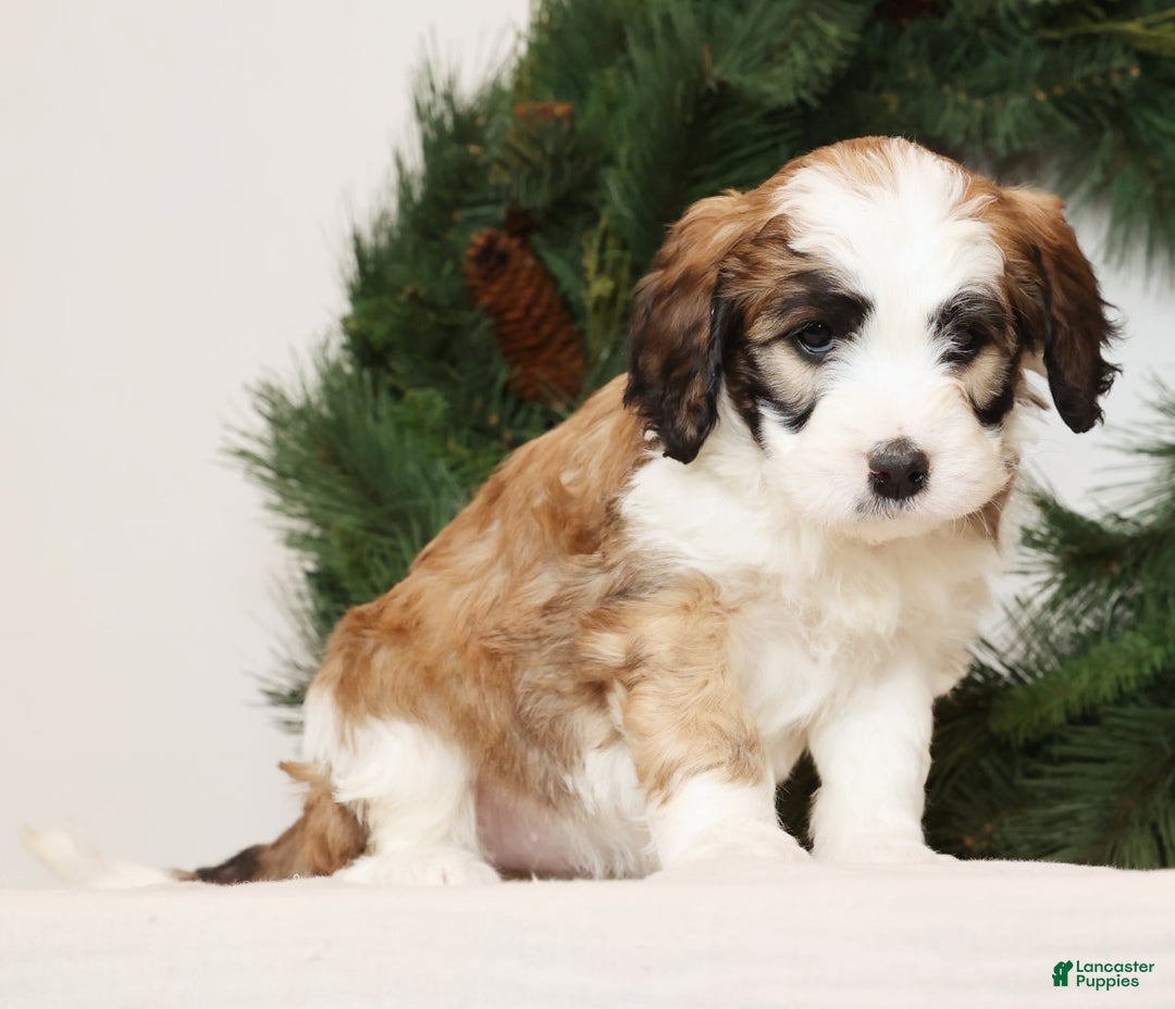 Saint Berdoodles dogs for sale: Ariel - Ad 6