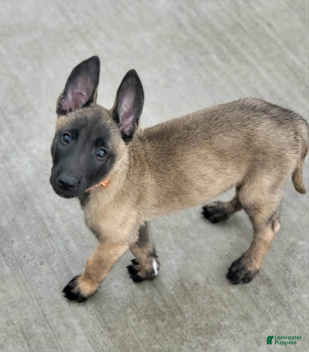 Belgian Malinois dogs Belgian Malinois Puppy 6 - Ad 4