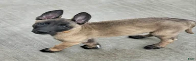Belgian Malinois Puppy 6