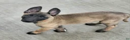 Belgian Malinois dogs for sale: Belgian Malinois Puppy 6 - Ad 1