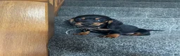 Miniature Dachshund dogs for sale: Miniature Dachshund 4 - Ad 1