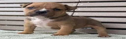 American Bully dogs for sale: Gage - Ad 2