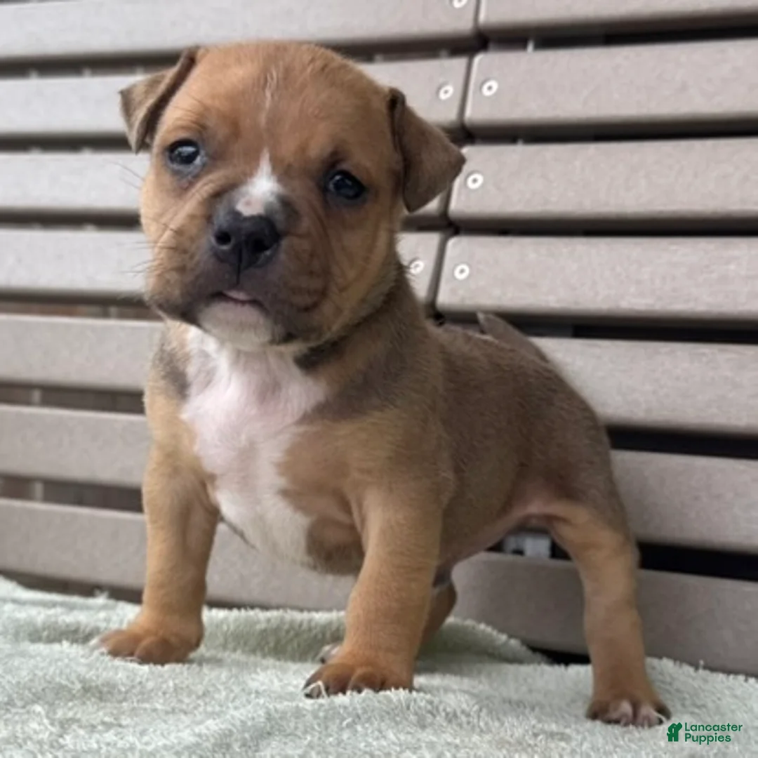 American Bully dogs for sale: Gage - Ad 2