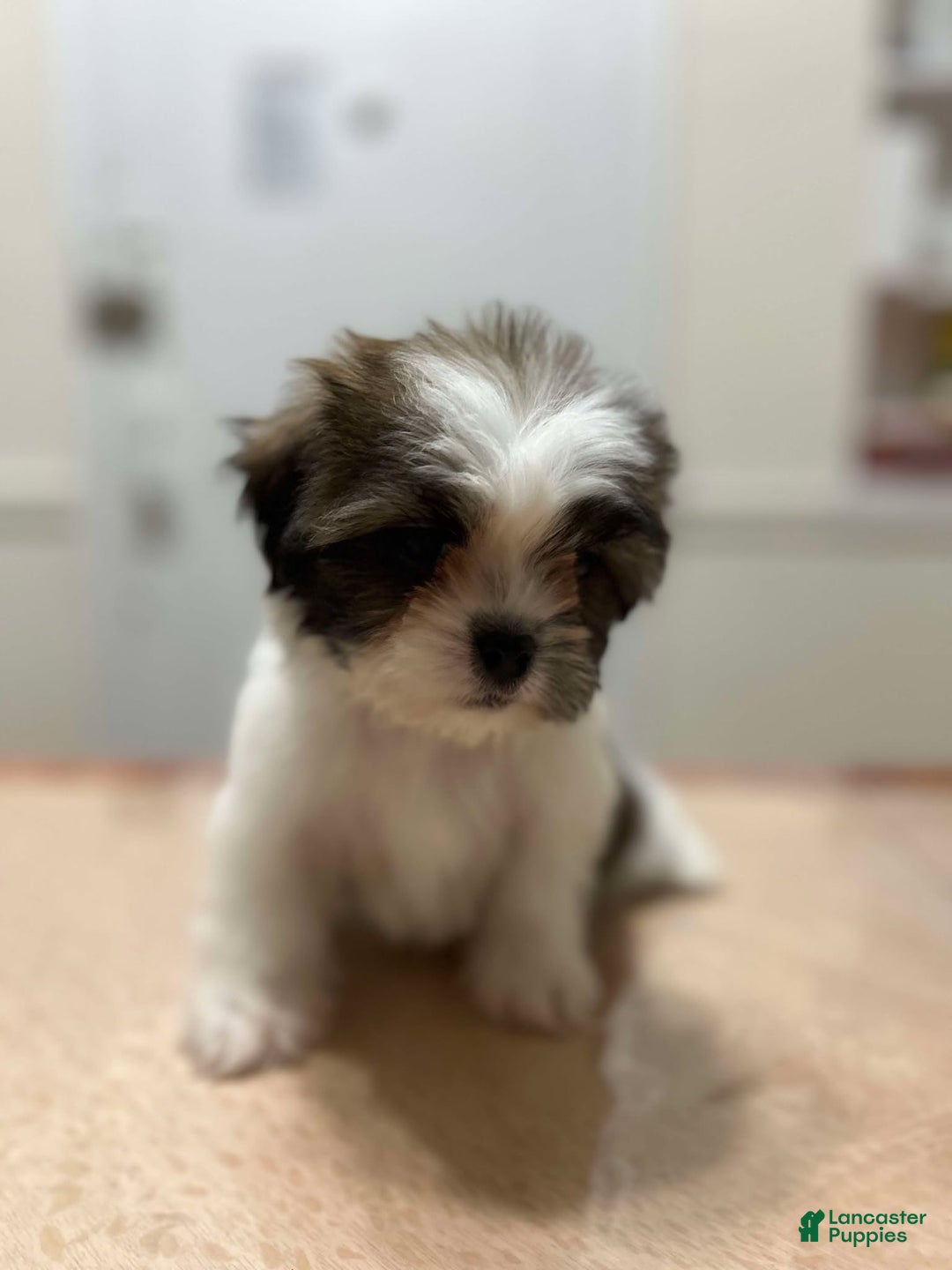 Shih Tzu dogs for sale: Pinky - Ad 3