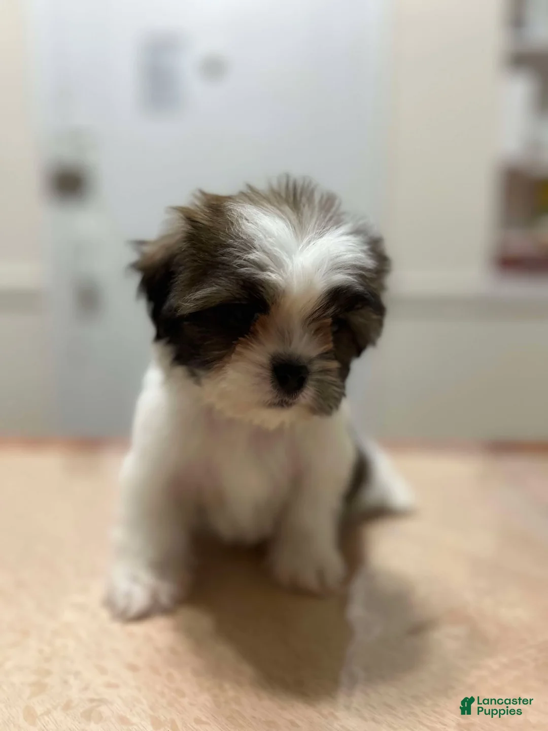 Shih Tzu dogs for sale: Pinky - Ad 3