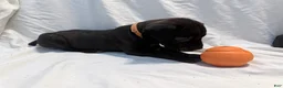 Cane Corso dogs for sale: Ketch AKC orange/teal collar - Ad 20