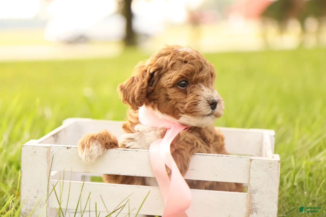 Toy Poodle dogs for sale: Skittles - Ad 9