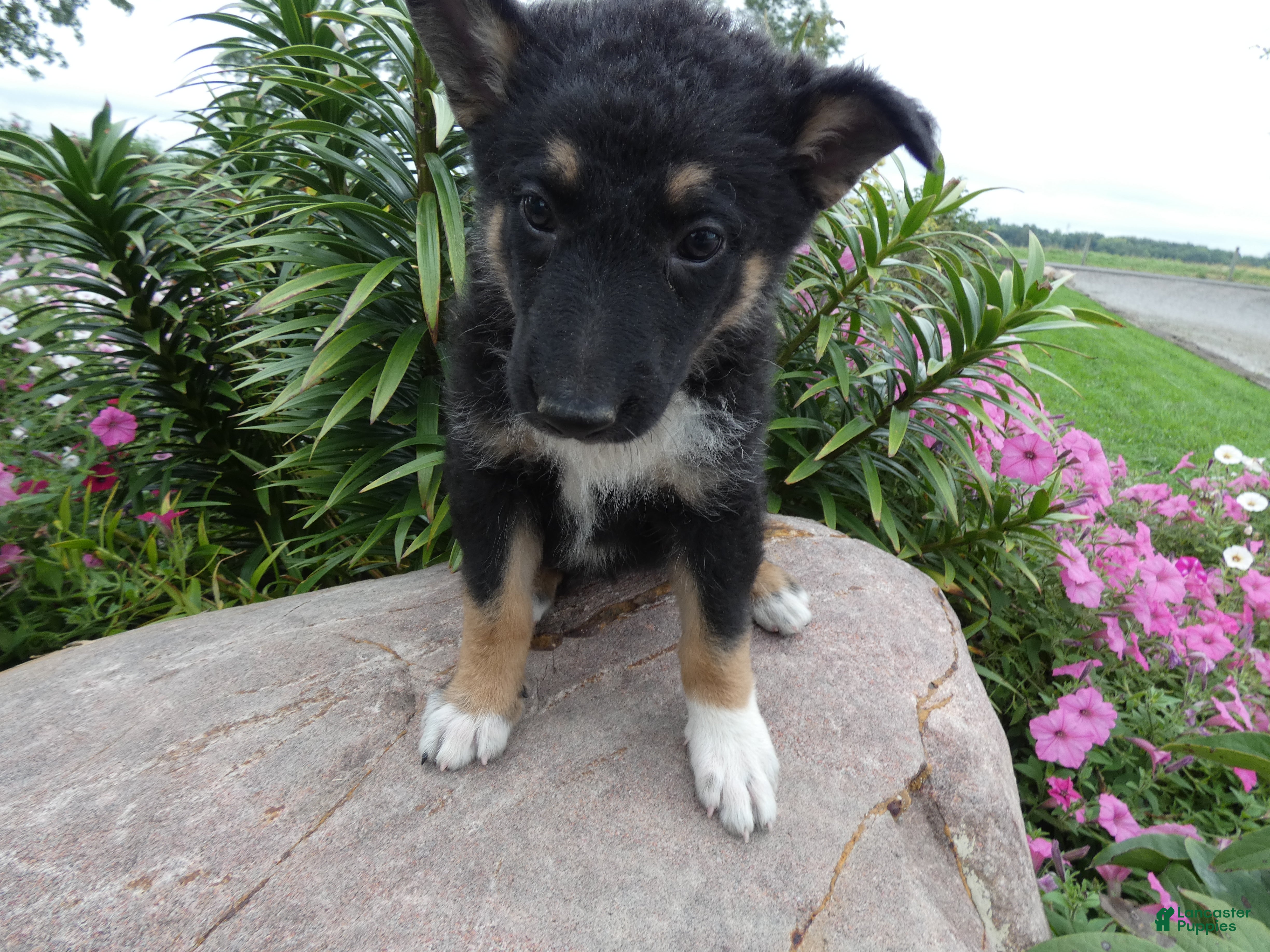 German Shepherd dogs German Shepherd Briella 3 - Ad 32