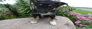 German Shepherd Briella 3