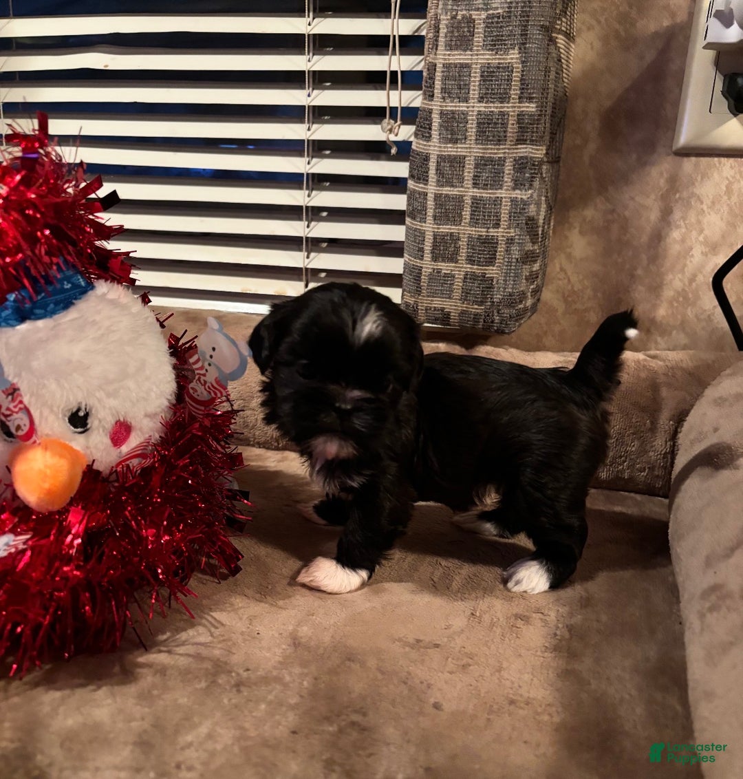 Shih Tzu dogs for sale: Diva - Ad 6