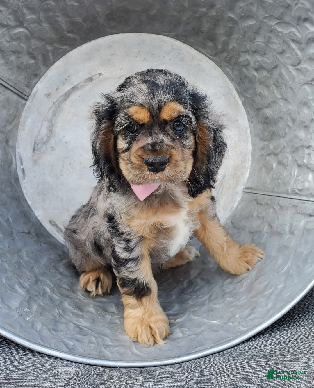 Cocker Spaniel dogs for sale: Darla - Ad 1