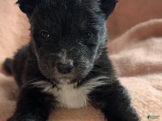 Siberian Husky dogs Cupid - Ad 11