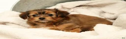 Yorkiepoo dogs for sale: Lindor - Ad 8