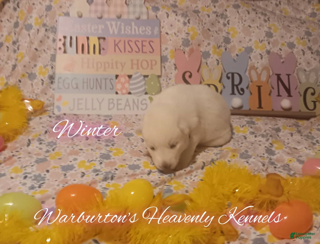 Siberian Husky dogs for sale: Siberian Husky Puppy 3 - Ad 1