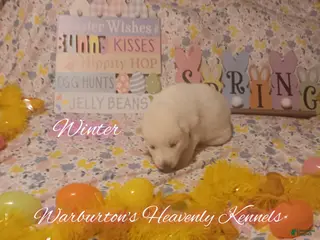 Siberian Husky dogs Siberian Husky Puppy 3 - Ad 4