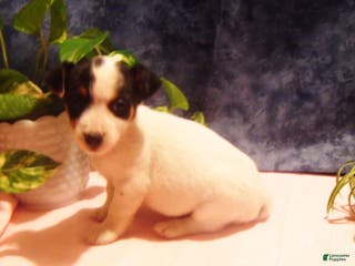 Jack Russell Terrier dogs Bramble - Ad 42