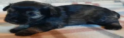 Miniature Schnauzer dogs for sale: Girl 2 - Ad 16