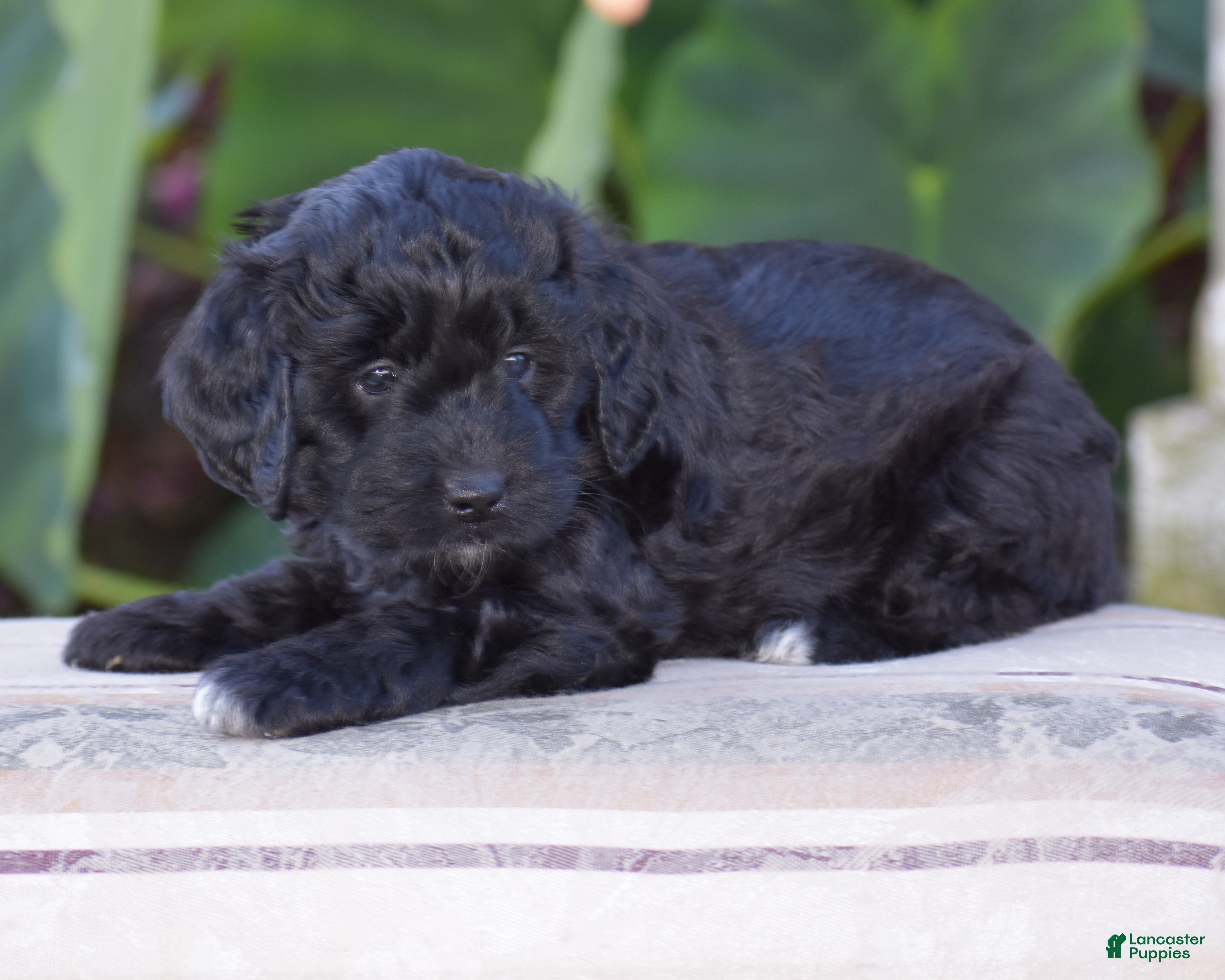 Hyacinth (Doodle / designer cross, Female) in Danville, PA
