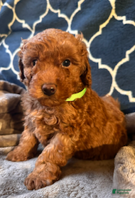 Mixed Breed dogs Hugo- AKC Genetically Tested Parents - Ad 5