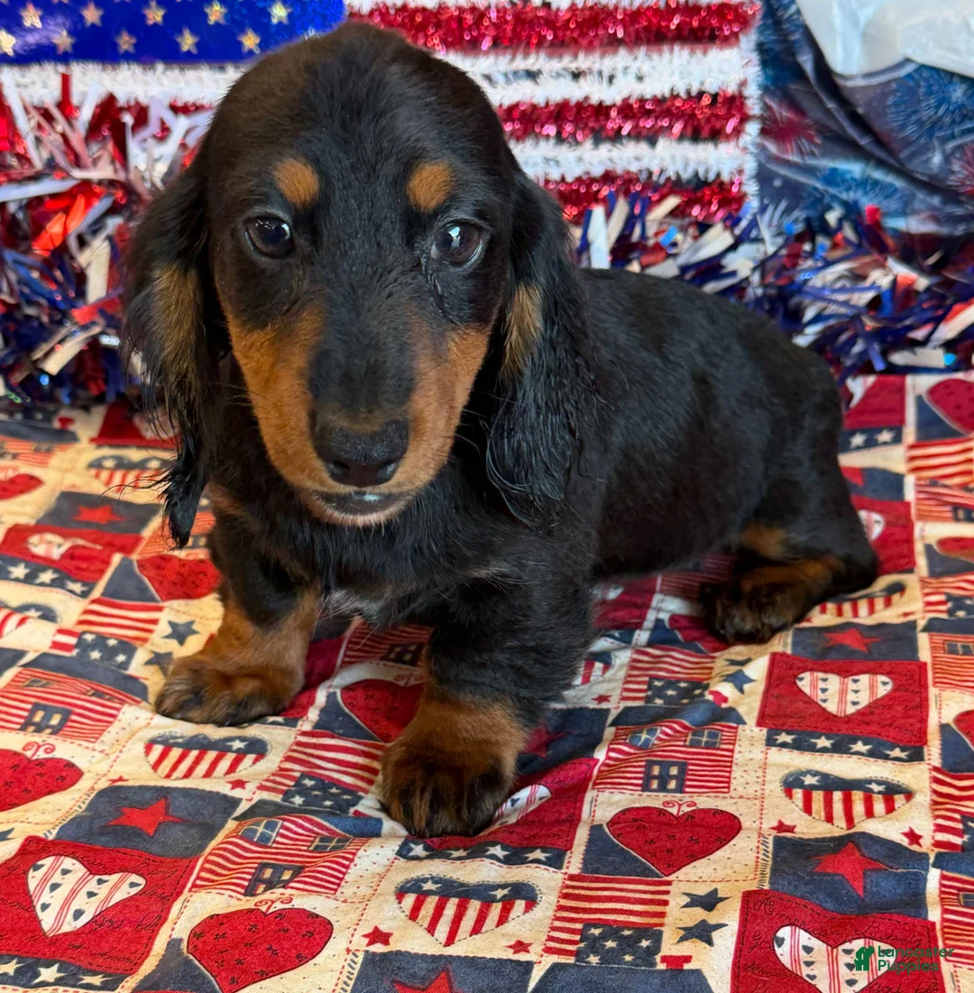 Miniature Dachshund dogs for sale: Ferris - Ad 3