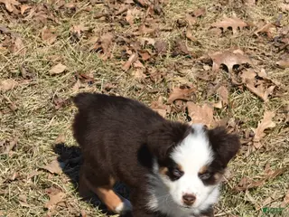 Miniature Australian Shepherd dogs Miniature Australian Shepherd Puppy 2 - Ad 5