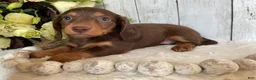 Miniature Dachshund dogs for sale: Cora - Ad 4