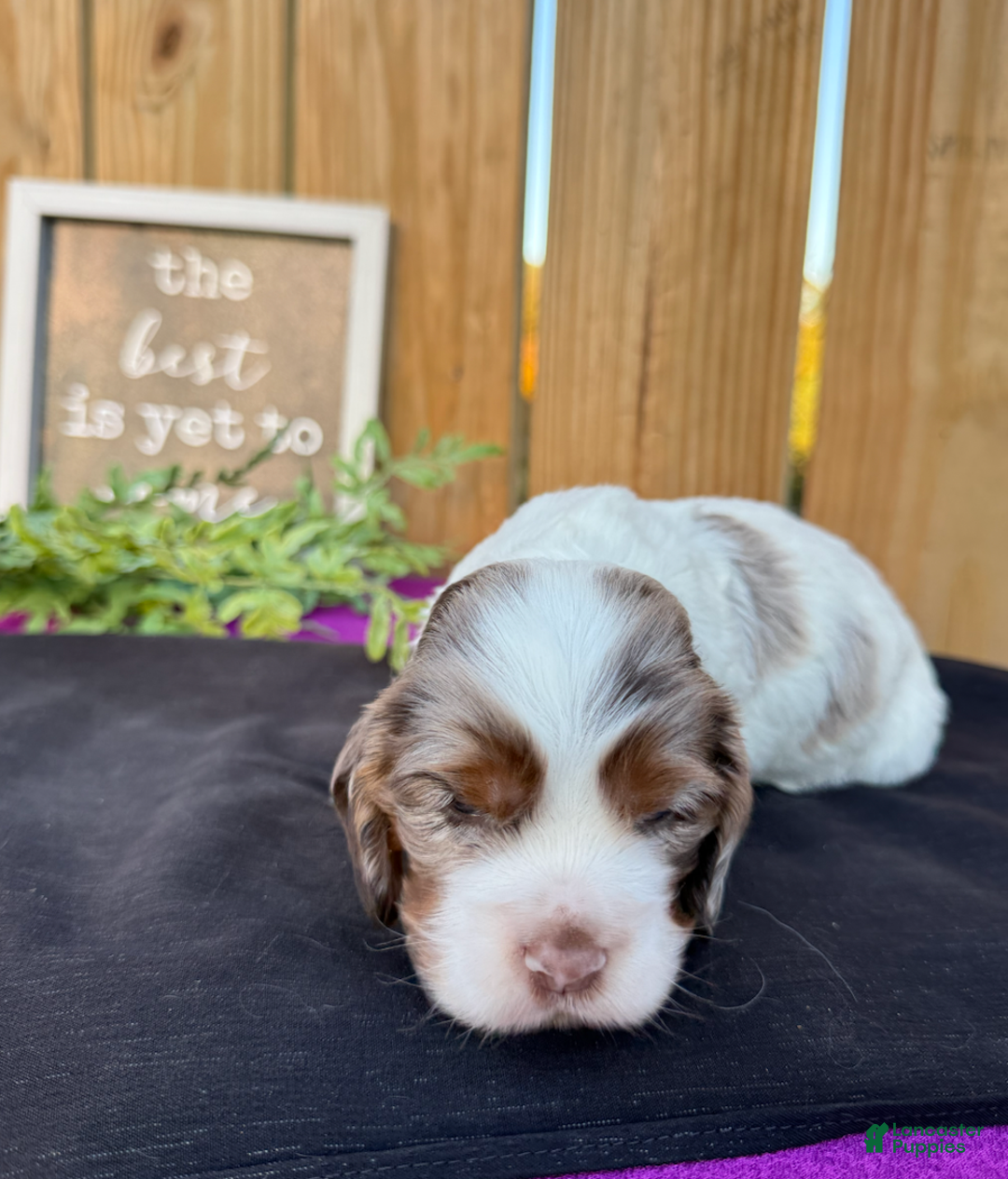 Cocker Spaniel dogs for sale: Daisy - Ad 3